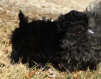 BUBBLES, a female Shichon for sale in Carrollton, MO – Photo 4 of 10
