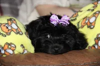 BUBBLES, a female Shichon for sale in Carrollton, MO – Photo 7 of 10