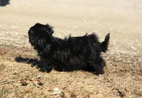 BUBBLES, a female Shichon for sale in Carrollton, MO – Photo 10 of 10