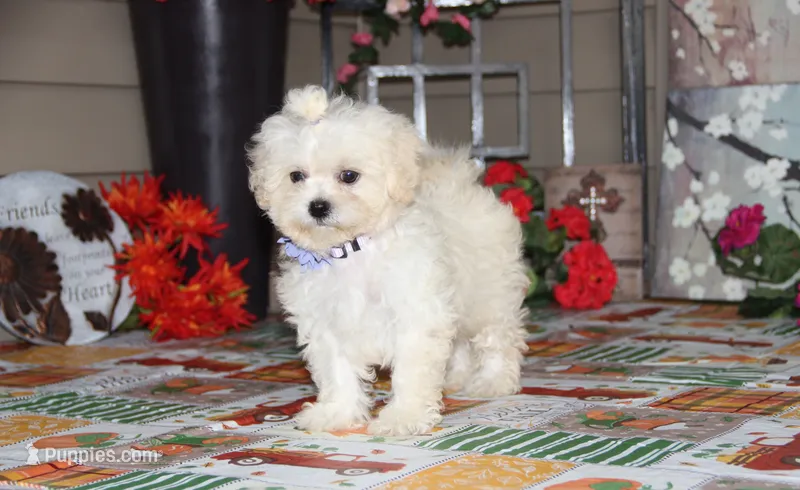 Emmy Lou – Shichon puppy for sale in Carrollton, MO