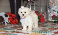 Emmy Lou, a female Shichon for sale in Carrollton, MO – 1 of 4