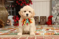 Nimbus, a male Bichon Frise and Shichon for sale in Carrollton, MO – 7 of 8