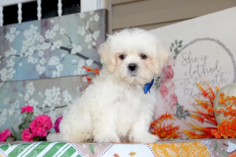 Najee – Shichon puppy for sale in Carrollton, MO