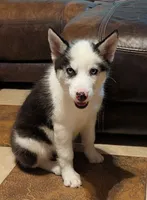 Vader, a male Siberian Husky for sale in Carrollton, MO – 3 of 10