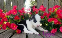 Akc Naga , a female Siberian Husky for sale in Carrollton, MO – 4 of 6