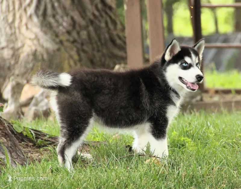 Akc Voodoo – Siberian Husky puppy for sale in Carrollton, MO