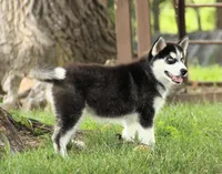 Akc Voodoo, a male Siberian Husky for sale in Carrollton, MO – 1 of 8
