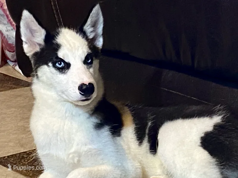 Akc Seraphine – Siberian Husky puppy for sale in Carrollton, MO