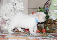 Cotton, a male Shichon for sale in Carrollton, MO – 10 of 10