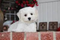 Cotton, a male Shichon for sale in Carrollton, MO – 7 of 10