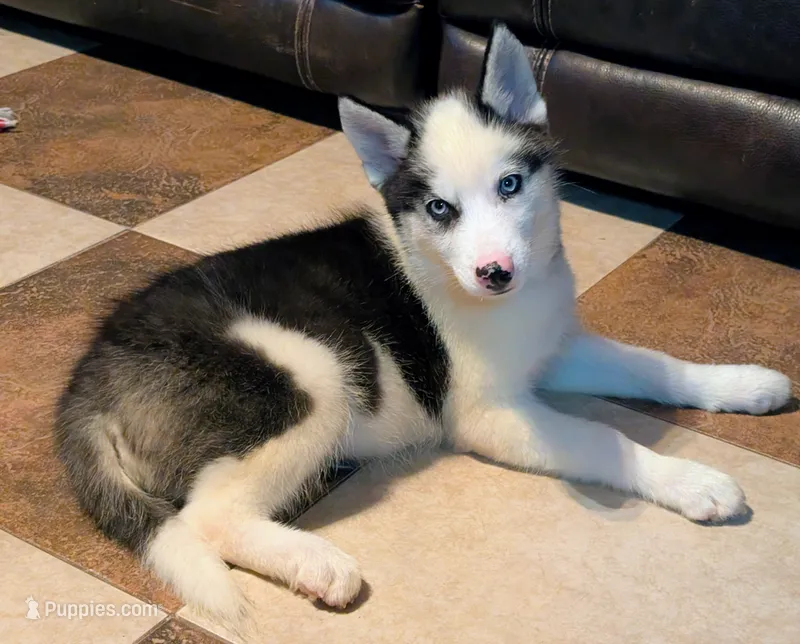 Vader – Siberian Husky puppy for sale in Carrollton, MO