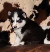 Akc Aero, a male Siberian Husky for sale in Carrollton, MO – 8 of 9