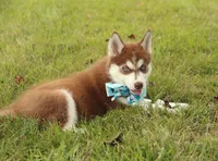 Akc Jyn, a female Siberian Husky for sale in Carrollton, MO – 6 of 8