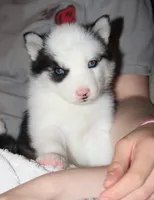 Akc Omega, a male Siberian Husky for sale in Carrollton, MO – 1 of 9