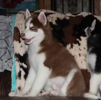 Akc Bogee, a male Siberian Husky for sale in Carrollton, MO – Photo 6 of 10