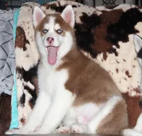 Akc Bogee, a male Siberian Husky for sale in Carrollton, MO – Photo 9 of 10