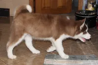 Akc Bogee, a male Siberian Husky for sale in Carrollton, MO – Photo 8 of 10