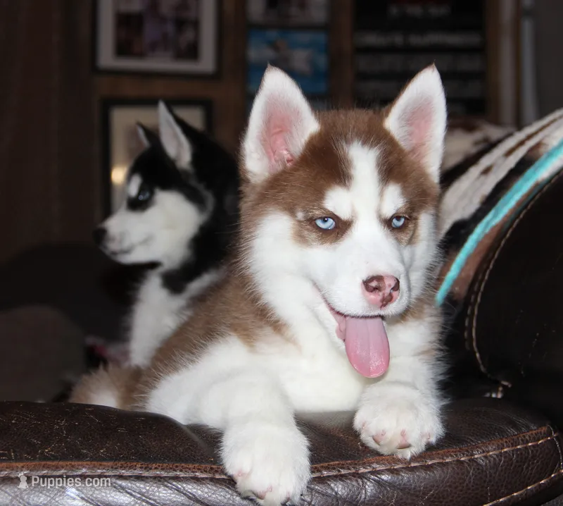 Akc Bogee – Siberian Husky puppy for sale in Carrollton, MO