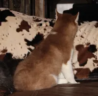 Akc Bogee, a male Siberian Husky for sale in Carrollton, MO – Photo 5 of 10