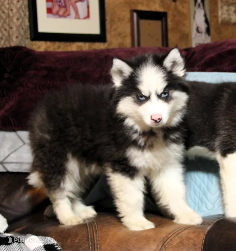 Akc Nero – Siberian Husky puppy for sale in Carrollton, MO