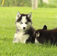 Akc Wookie, a male Siberian Husky for sale in Carrollton, MO – 9 of 10