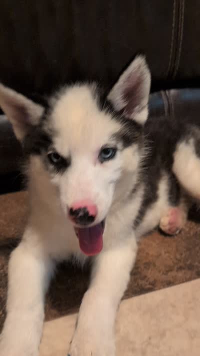 Vader, a male Siberian Husky for sale in Carrollton, MO – 10 of 10