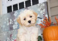 Rossi, a male Bichon Frise and Shichon for sale in Carrollton, MO – 3 of 3