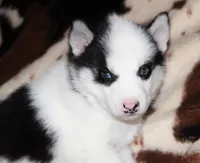 Akc Vivi, a female Siberian Husky for sale in Carrollton, MO – 8 of 10