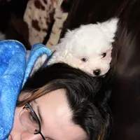 Lux, a male Shichon for sale in Carrollton, MO – Photo 10 of 10