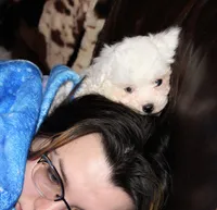 Lux, a male Shichon for sale in Carrollton, MO – Photo 10 of 10