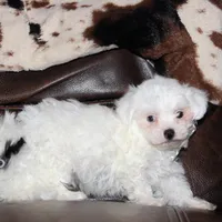Lux, a male Shichon for sale in Carrollton, MO – Photo 9 of 10