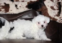Lux, a male Shichon for sale in Carrollton, MO – Photo 9 of 10