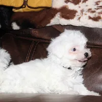 Lux, a male Shichon for sale in Carrollton, MO – Photo 8 of 10