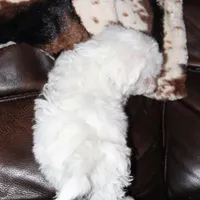 Lux, a male Shichon for sale in Carrollton, MO – Photo 4 of 10