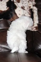 Lux, a male Shichon for sale in Carrollton, MO – Photo 4 of 10