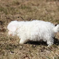 Lux, a male Shichon for sale in Carrollton, MO – Photo 6 of 10