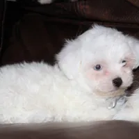Lux, a male Shichon for sale in Carrollton, MO – Photo 5 of 10