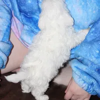 Lux, a male Shichon for sale in Carrollton, MO – Photo 3 of 10