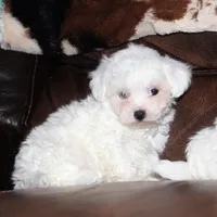 Lux, a male Shichon for sale in Carrollton, MO – Photo 7 of 10