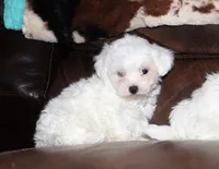 Lux, a male Shichon for sale in Carrollton, MO – Photo 7 of 10