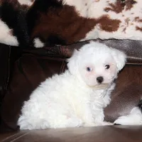 Lux, a male Shichon for sale in Carrollton, MO – Photo 1 of 10