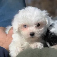 Lux, a male Shichon for sale in Carrollton, MO – Photo 2 of 10