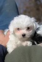 Lux, a male Shichon for sale in Carrollton, MO – Photo 2 of 10