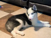 Vader, a male Siberian Husky for sale in Carrollton, MO – 9 of 10