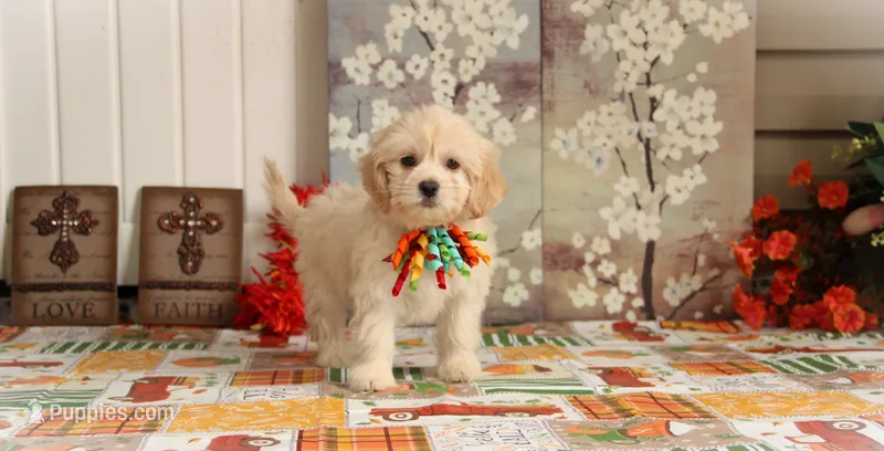 Nimbus – Bichon Frise, Shichon puppy for sale in Carrollton, MO