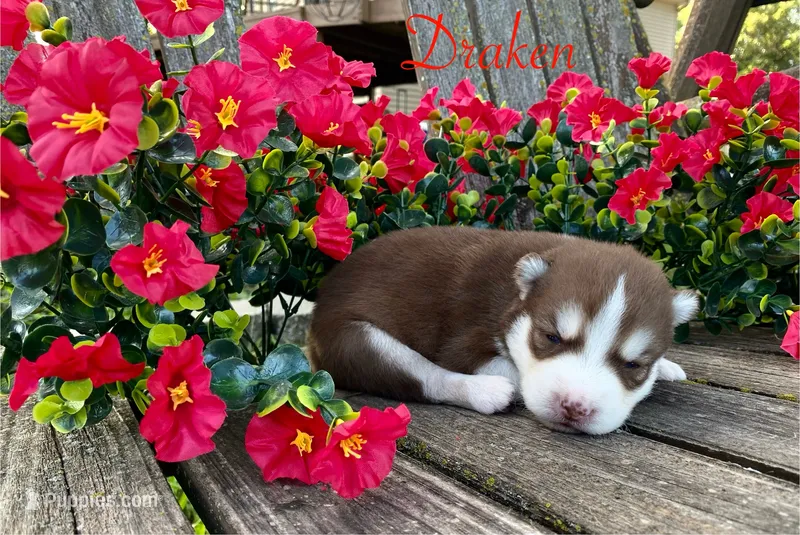 Akc Draken – Siberian Husky puppy for sale in Carrollton, MO