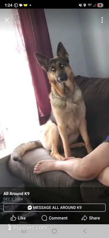 Holley – German Shepherd Dog puppy for sale in Rochester, NY