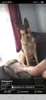Holley, a female German Shepherd Dog for sale in Rochester, NY – 1 of 2