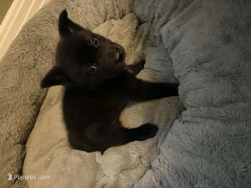 Blue – German Shepherd Dog, Siberian Husky puppy for sale in Rochester, NY