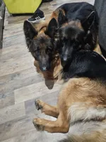 Roxie, a female German Shepherd Dog for sale in Rochester, NY – 2 of 4